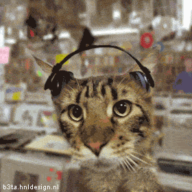 cat enjoying music